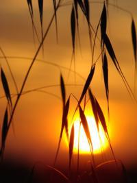 sunsetgrain